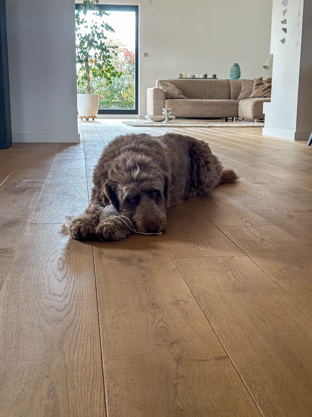 Hund liegt auf breiten, naturgeölten Eichen-Landhausdielen